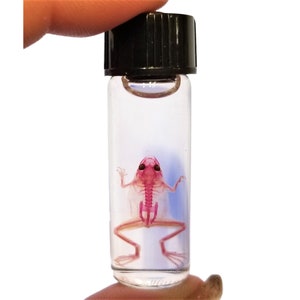 May include: A small glass vial containing a preserved frog specimen. The frog is pink and its skeleton is visible. The vial has a black screw-top lid.