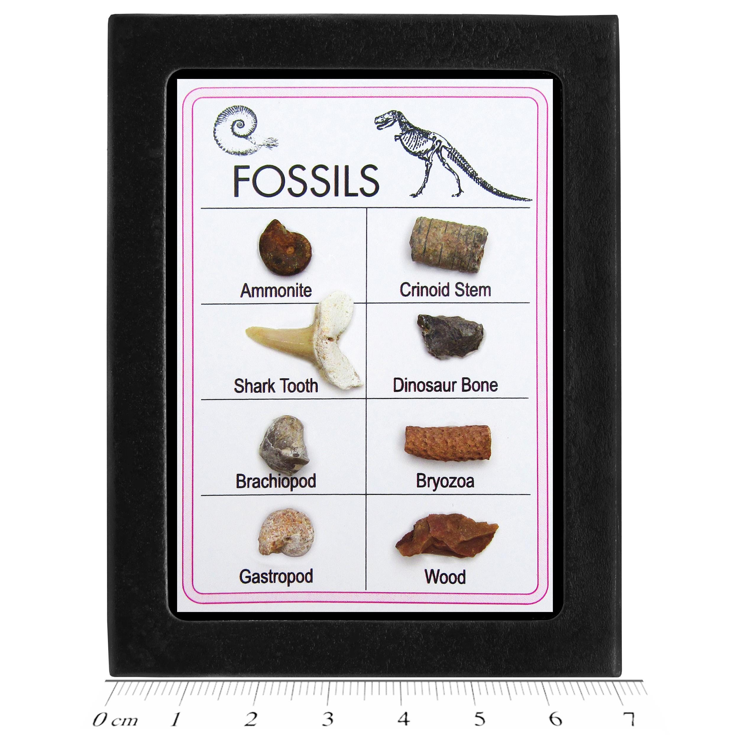 Fossil COLLECTION dinosaur bone plant animal lot of 8 specimens