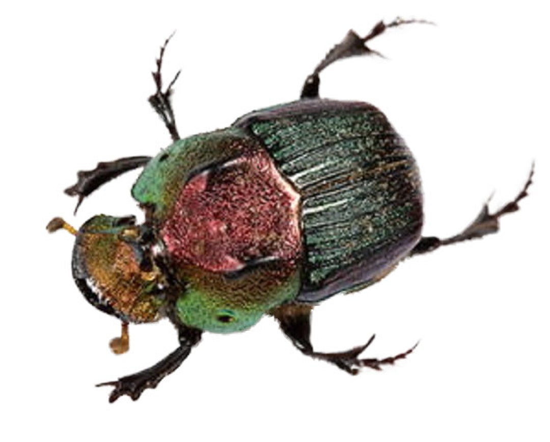 Phanaeus Vindex FEMALE Red Green Scarab Beetle Louisiana PINNED - Etsy
