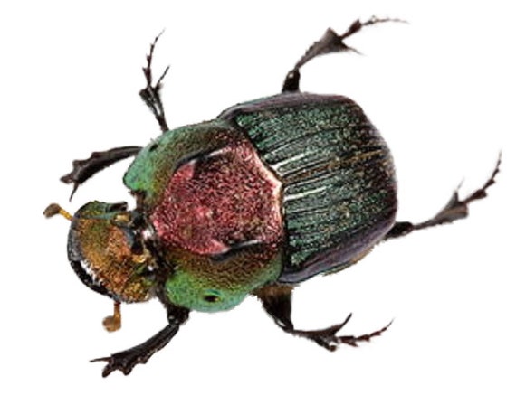 Phanaeus Vindex FEMALE Red Green Scarab Beetle Louisiana PINNED