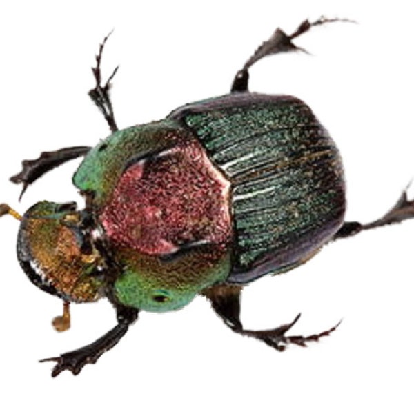 Phanaeus vindex female ONE Real Green scarab dung beetle unmounted pinned