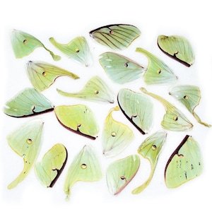 lot of 20 CRAFT GRADE green Actias luna moth wings