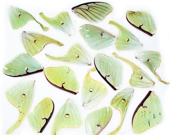 lot of 20 CRAFT GRADE green Actias luna moth wings