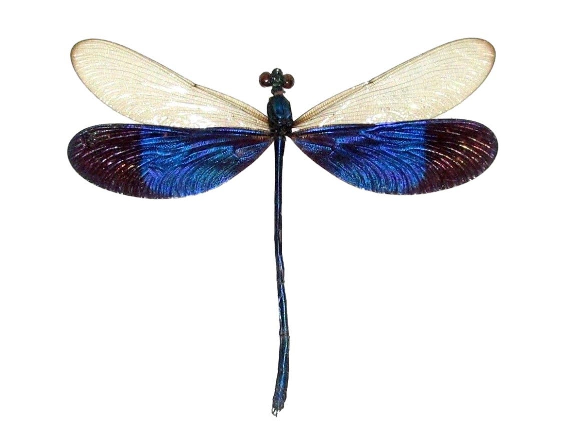 Neurobasis Kaupi Blue Clear Dragonfly Damselfly Indonesia - Etsy