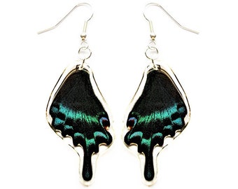 Papilio maacki hindwing blue green swallowtail butterfly wing earrings