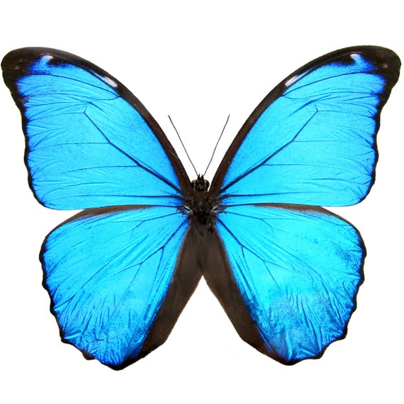 Morpho Butterfly Insect Facts - A-Z Animals