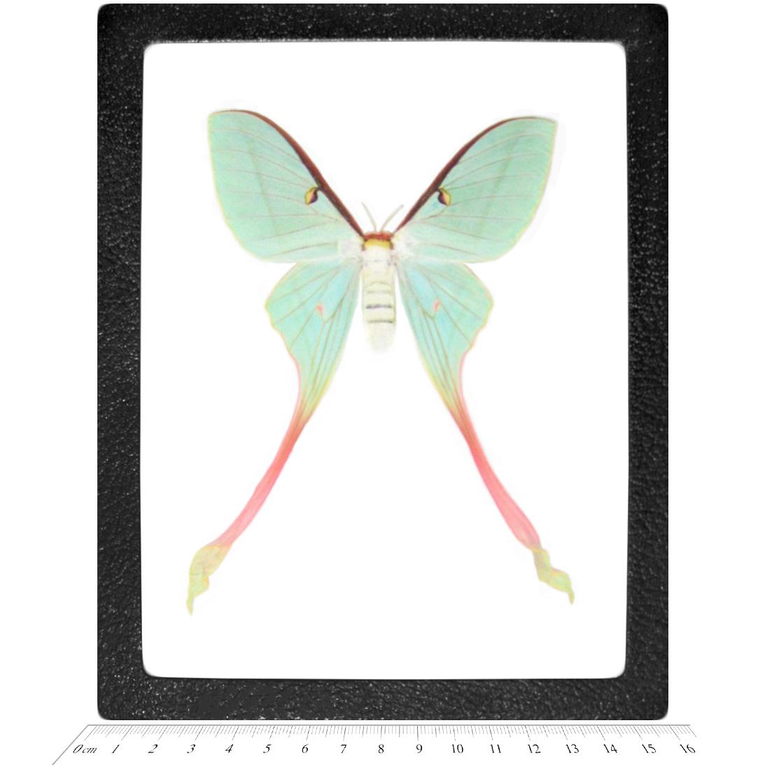 Actias dubernardi まとめて4♂セット Actias Dubernardi - Etsy