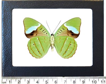 Nessaea hewitsoni green butterfly verso Peru