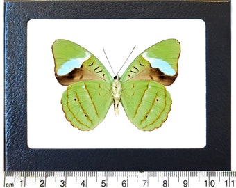 May include: A framed green butterfly with brown and white markings. The butterfly is displayed on a white background with a ruler underneath.