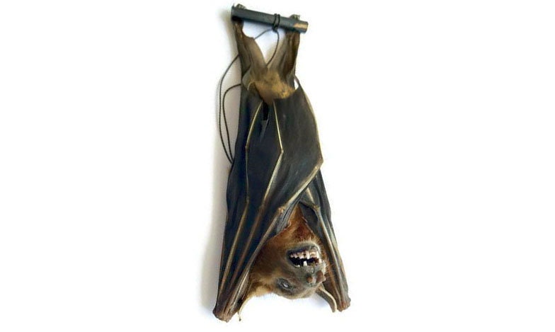 Cynopterus brachyotis REAL tuxedo bat hanging wings closed Indonesia