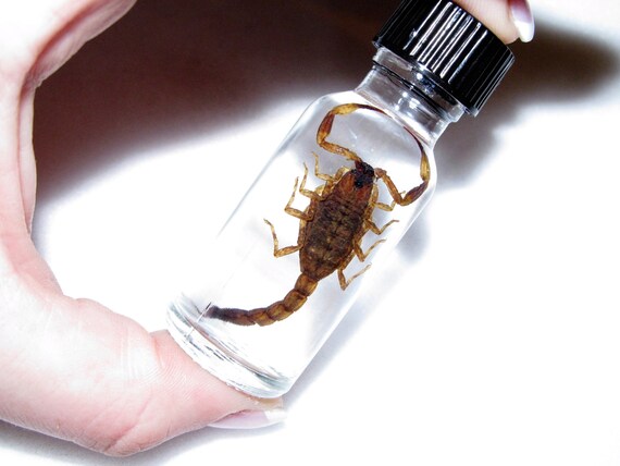 Arizona Gold Bark Scorpion XL Wet Specimen USA in Bottle - Etsy