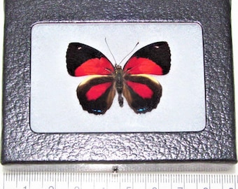 May include: A framed butterfly specimen with black, red, and white wings. The butterfly is displayed on a white background with a black frame.