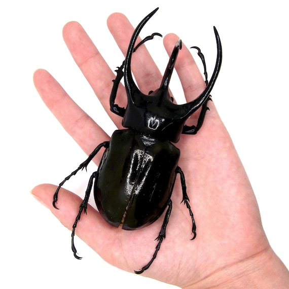 Chalcosoma Atlas XL Rhinoceros Beetle Indonesia - Etsy
