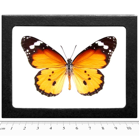 Danaus chrysippus One Real Butterfly orange Monarch mimic Philippines