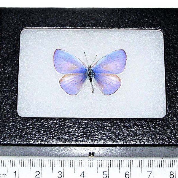 Udara dilecta One Real Butterfly blue purple butterfly China