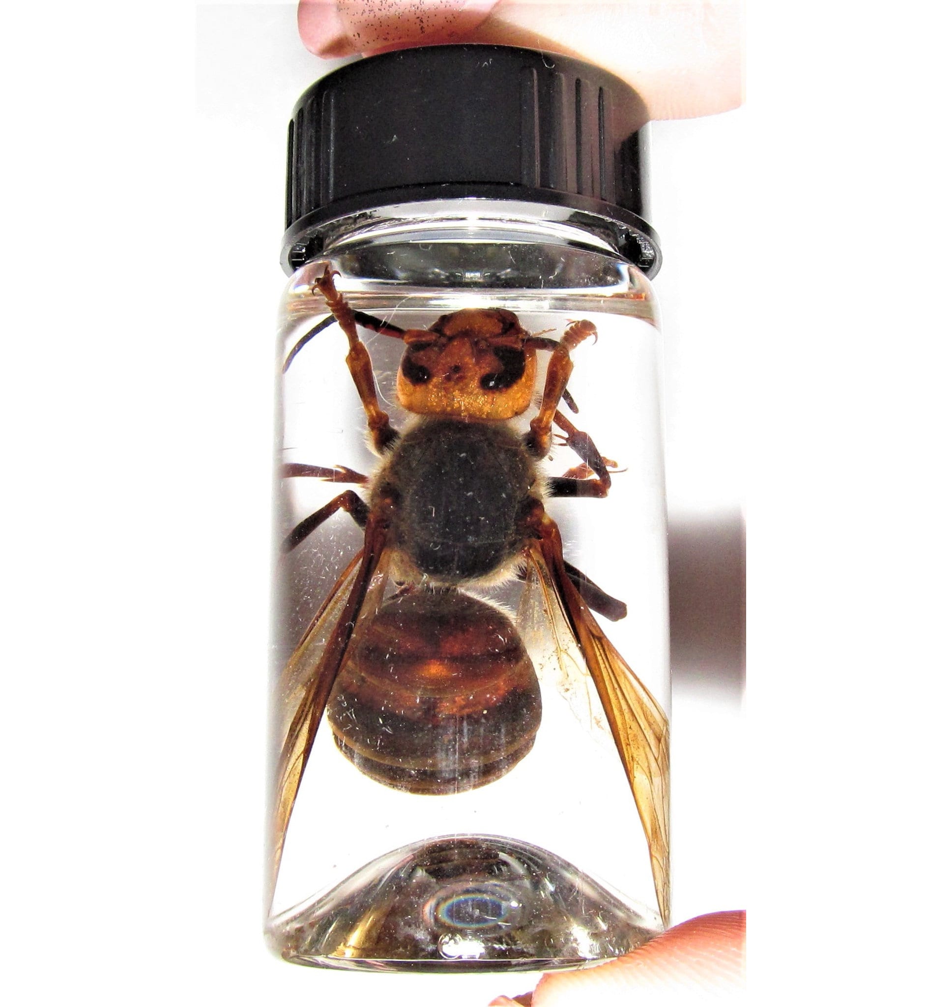 Wet Specimen XL Real Japanese Murder Hornet Wasp Vespa Mandarinia