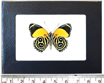Callicore eunomia blue yellow butterfly verso Peru
