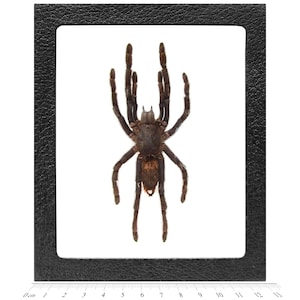 May include: A framed, preserved tarantula spider with brown legs and a dark brown body. The spider is displayed on a white background in a black frame.