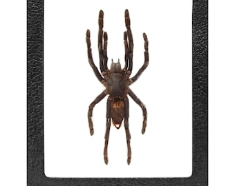 Haplopelma minax SPREAD tarantula Thailand