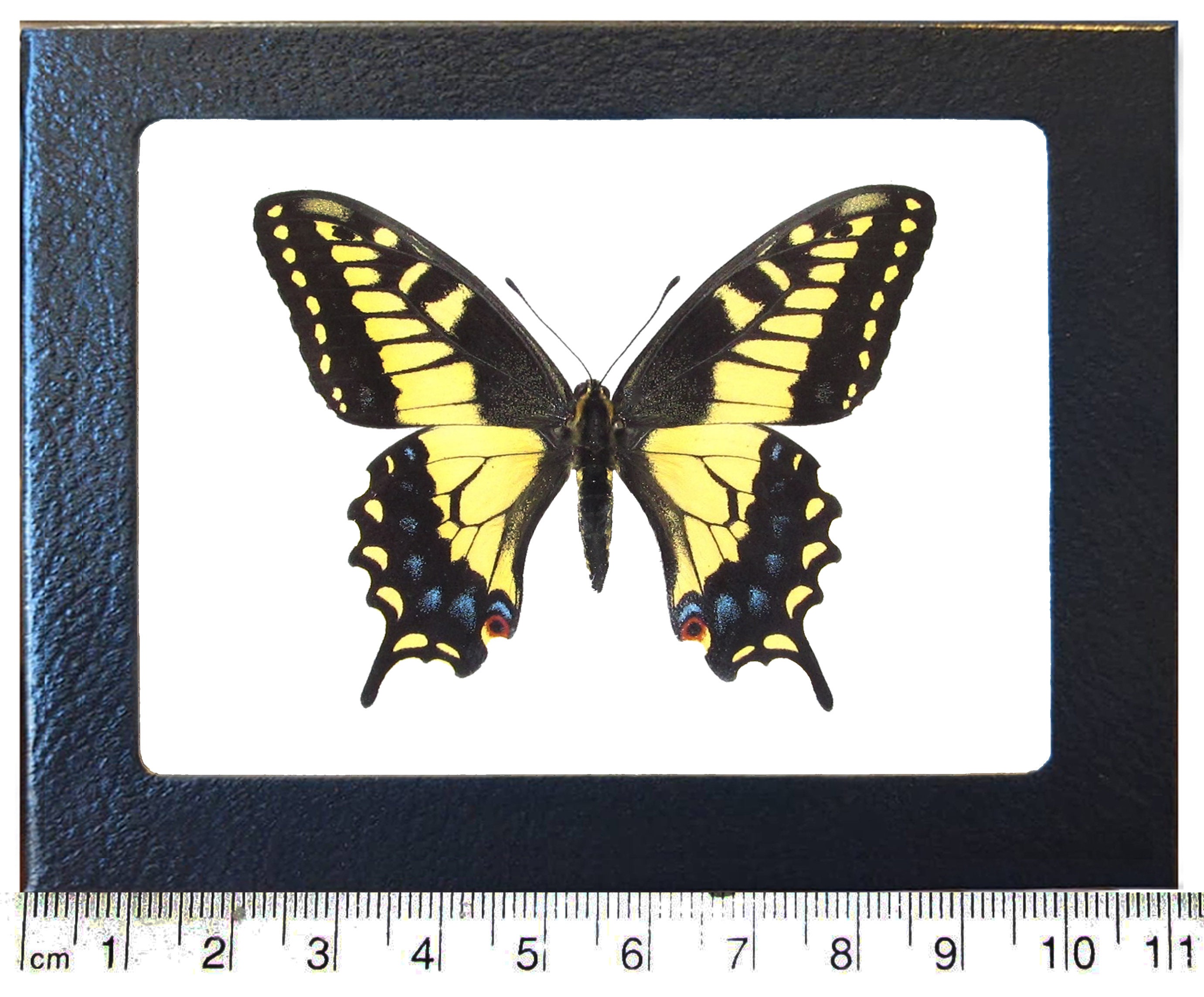 Papilio Zelicaon Yellow Black Butterfly California USA - Etsy
