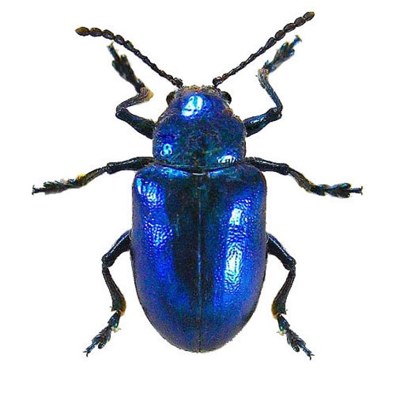 Blue Beetle - Wikipedia