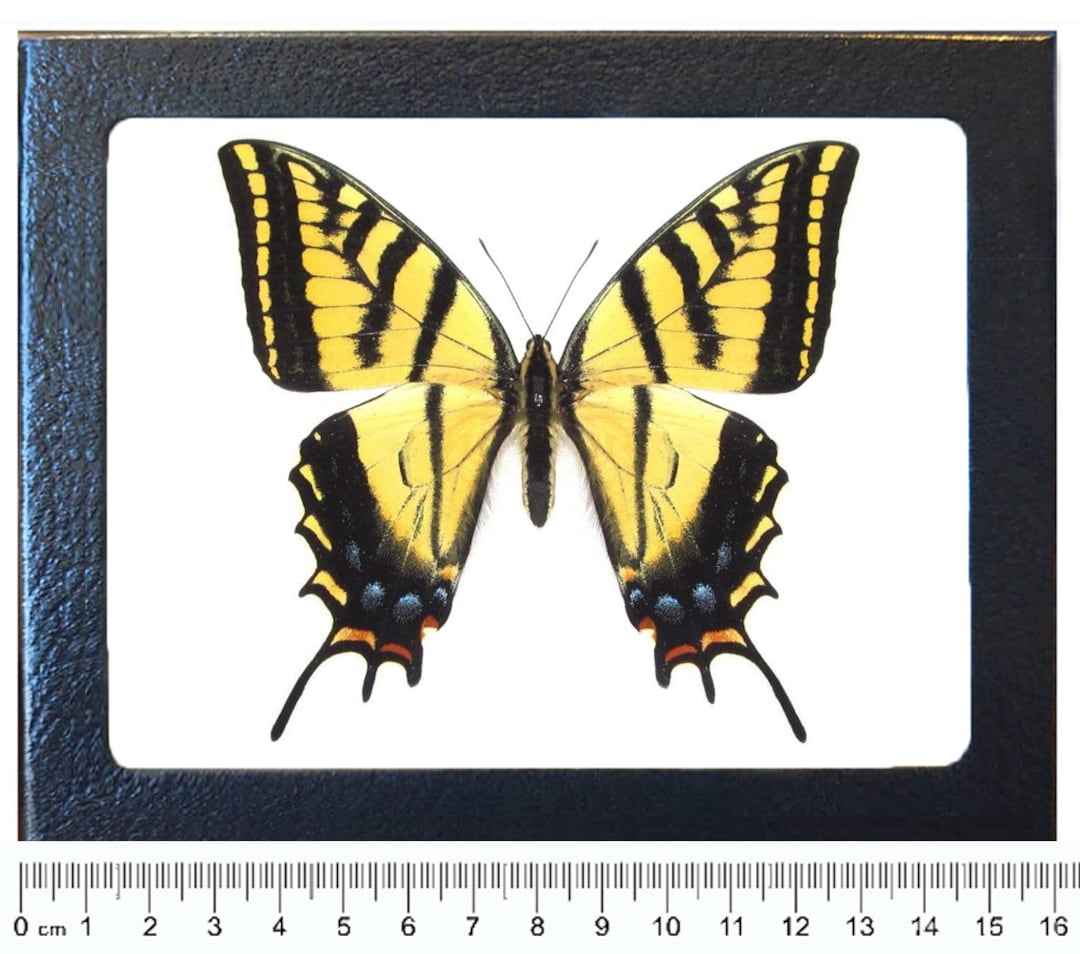 Papilio Multicaudata Two Tailed Swallowtail Yellow Black Butterfly