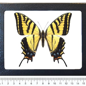 May include: A framed print of a yellow and black butterfly, showcasing intricate wing patterns. The butterfly is centered on a white background within a black frame. The frame is approximately 6 inches wide, with a ruler at the bottom.