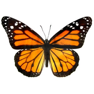 Danaus plexippus recto ONE Real Butterfly North American Monarch image 2