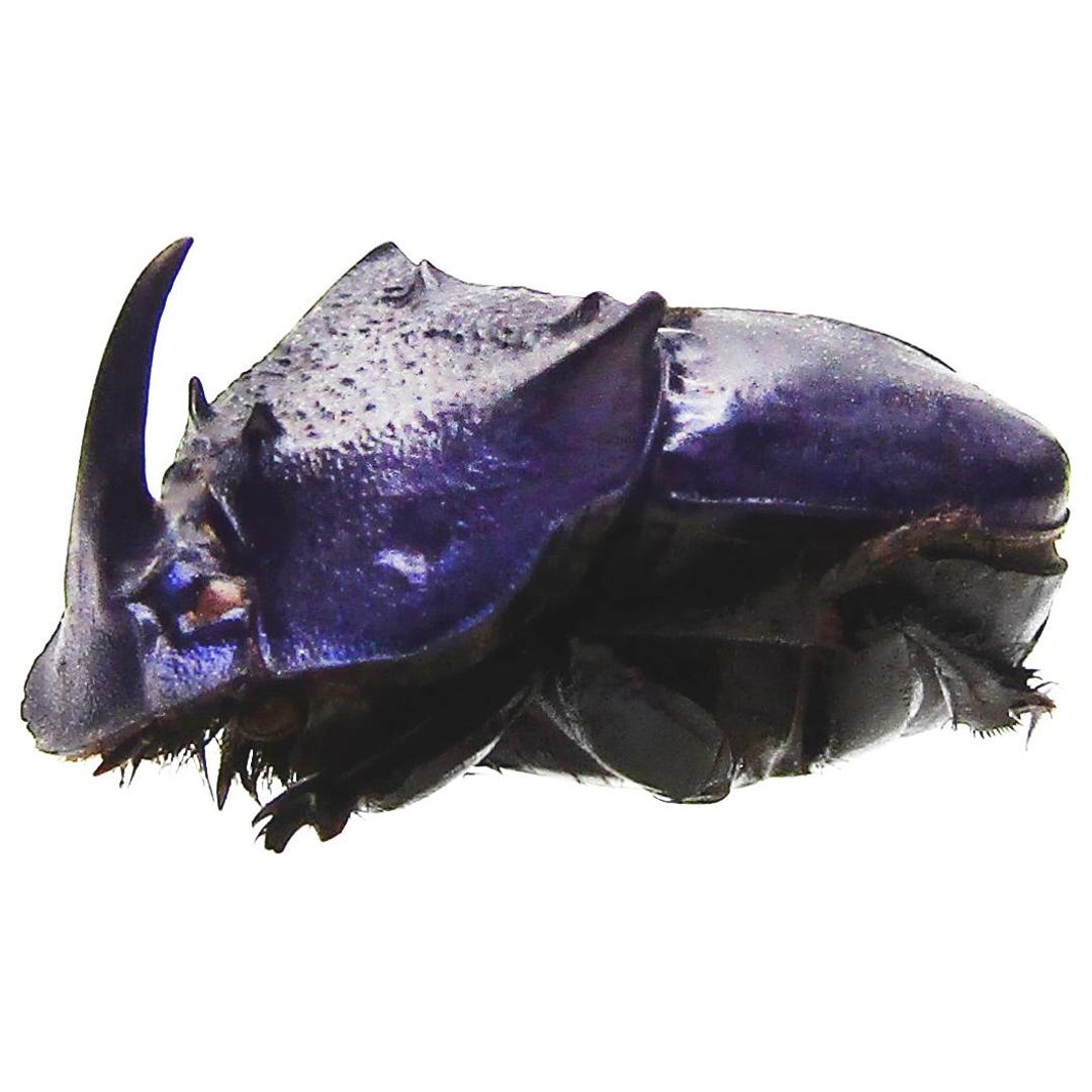 Phanaeus Quadridens MINOR Male Blue Purple Scarab Dung Beetle