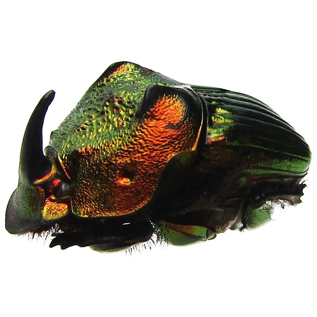 Phanaeus Mexicanus MINOR Male Red Green Scarab Dung Beetle
