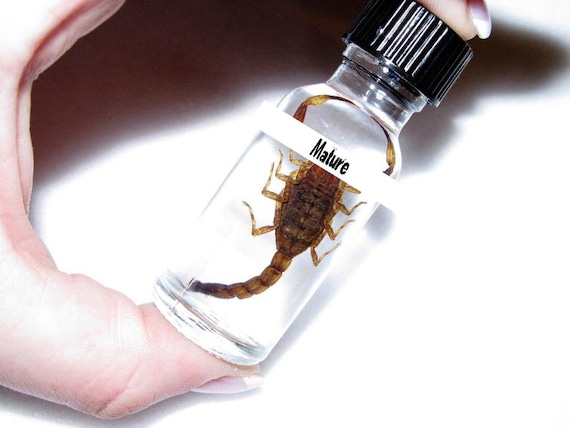 Arizona Gold Bark Scorpion XL Wet Specimen USA in Bottle - Etsy