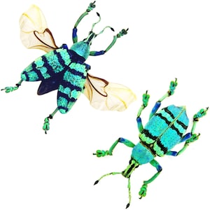 Eupholus schoenherri petiti ONE Real weevil blue green beetle Indonesia
