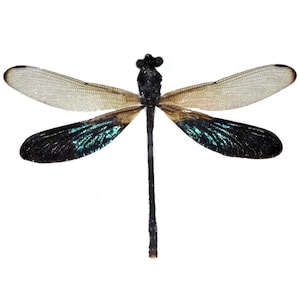 Rhinocypha anisoptera One Real Green Clear Dragonfly Damselfly Mounted Packaged Insect Malaysia Wings Spread