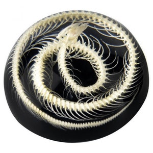 May include: A clear glass paperweight with a white snake skeleton inside. The snake is curled up in a circle, and the skeleton is visible through the glass.