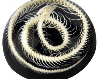 Snake skeleton DOME resin display