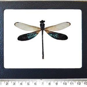 Rhinocypha anisoptera One Real Green Clear Dragonfly Damselfly Mounted Packaged Insect Malaysia Wings Spread+Framed