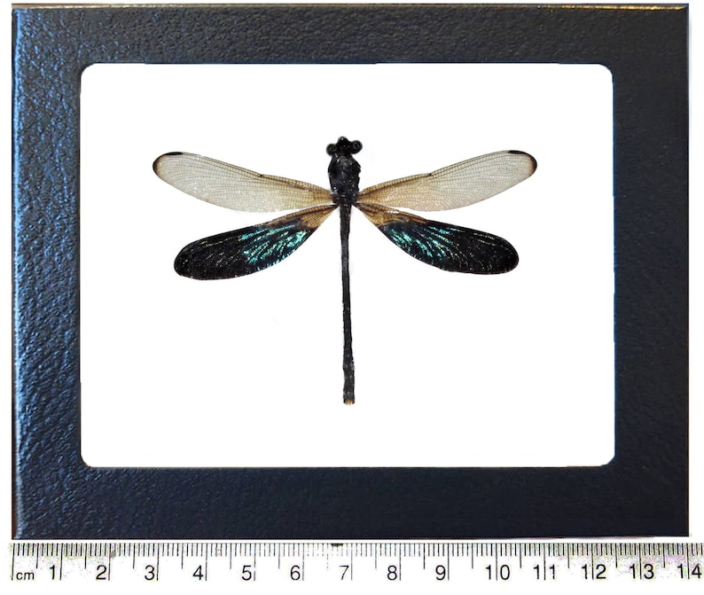 Rhinocypha anisoptera One Real Green Clear Dragonfly Damselfly Mounted Packaged Insect Malaysia Wings Spread+Framed