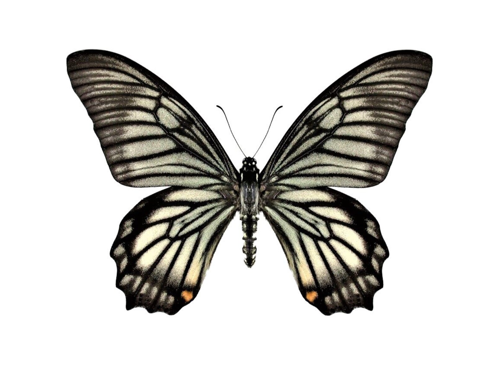 Chilasa Veiovis Black White Zebra Striped Butterfly Indonesia Etsy