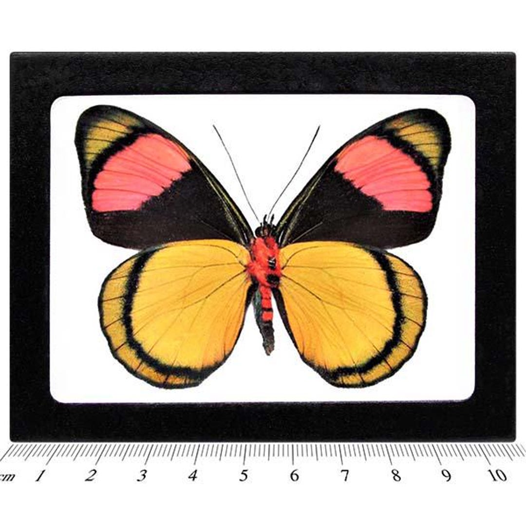 Papillon - Single par The Butterfly sur Apple