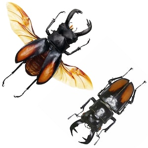Hexarthrius paradoxus ONE Real stag beetle Sumatra Indonesia