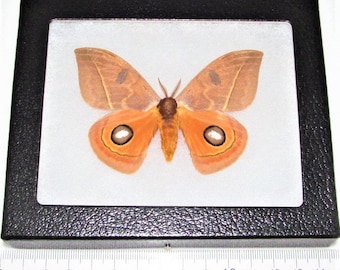 Automeris randa MALE orange saturn moth Arizona USA RARE