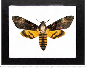 Acherontia atropos real Silence of the Lambs death’s head moth insect Europe