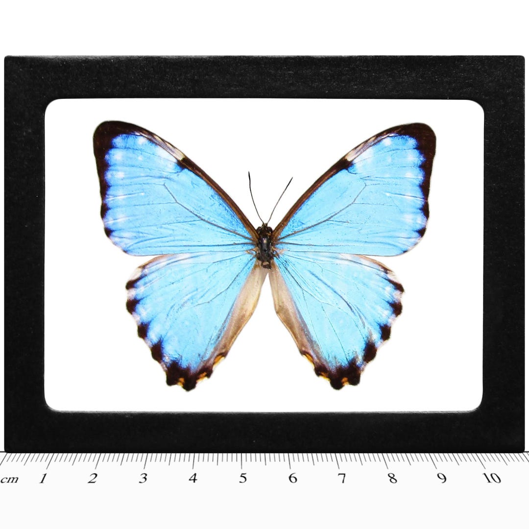 Morpho Portis Blue Butterfly Argentina RARE - Etsy