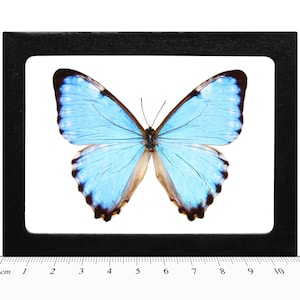Morpho Portis - Etsy