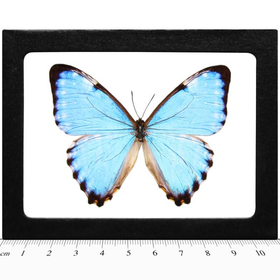 Morpho Portis Blue Butterfly Argentina RARE - Etsy