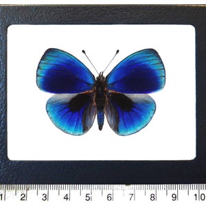 Asterope leprieuri RECTO blue butterfly Peru