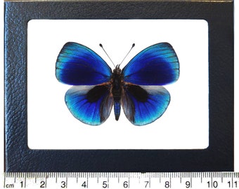 Asterope leprieuri RECTO blue butterfly Peru