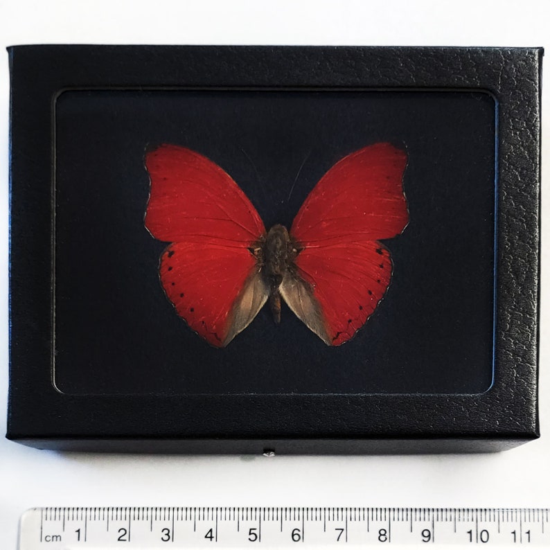 Famed Eal Ed Buttefly – Buttefly Utopia