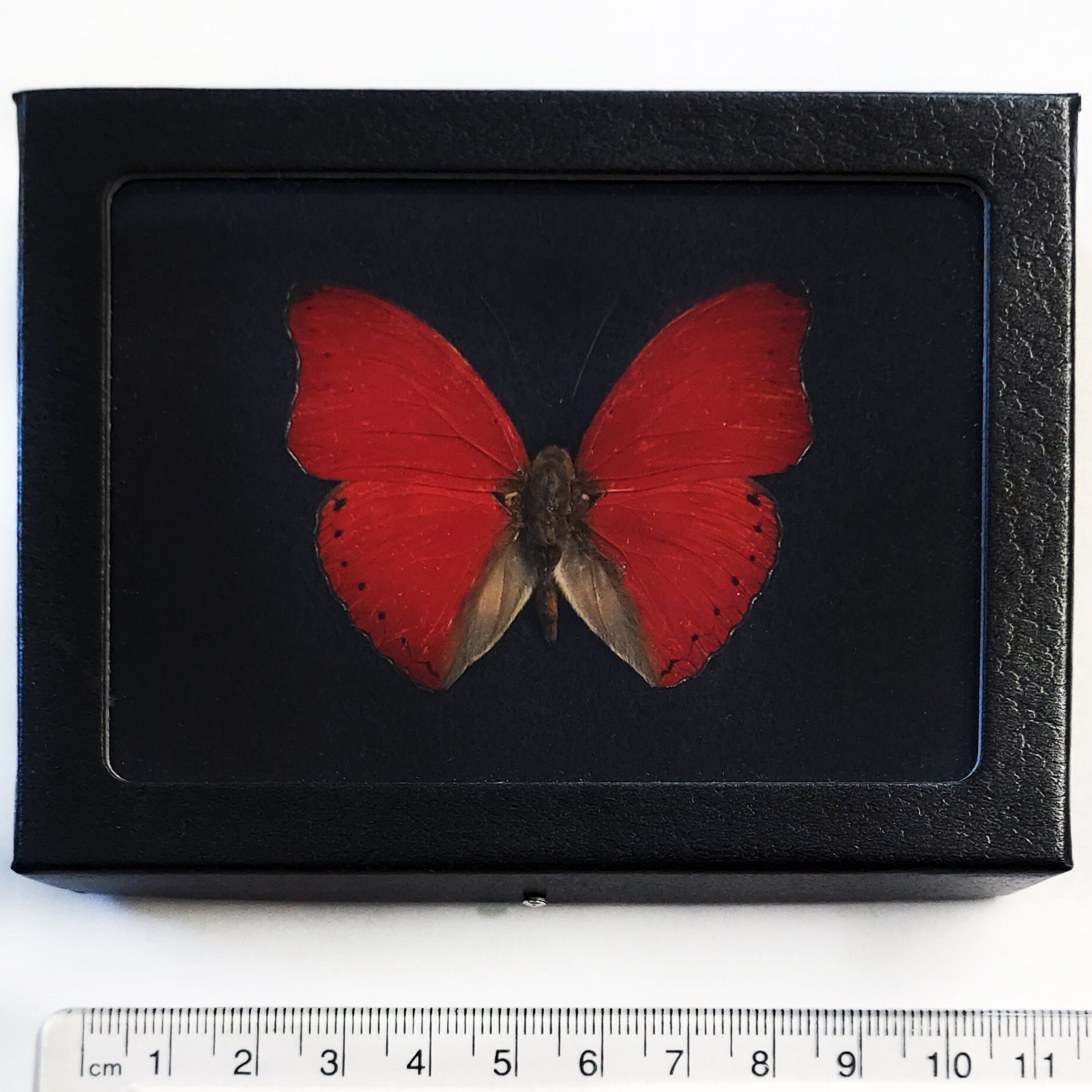 oldsea MIYABI × antique butterfly MIYABI × antique butterfly – oldsea
