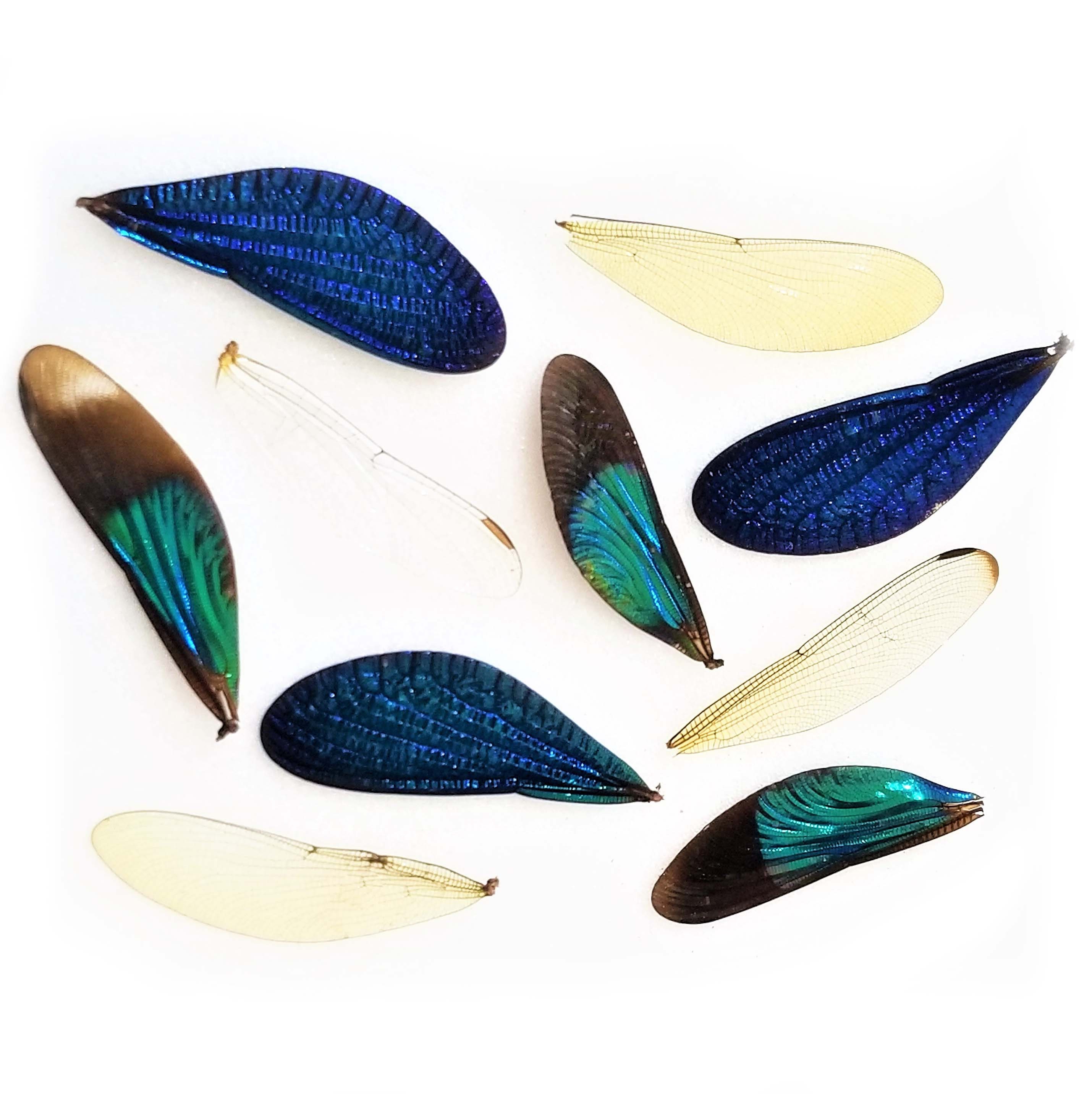 lot of 10 blue green black clear dragonfly damselfly wings